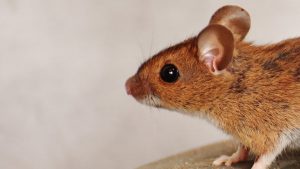 Yorkville NY Rodent Control Services at Exterminall Pest Control Co.