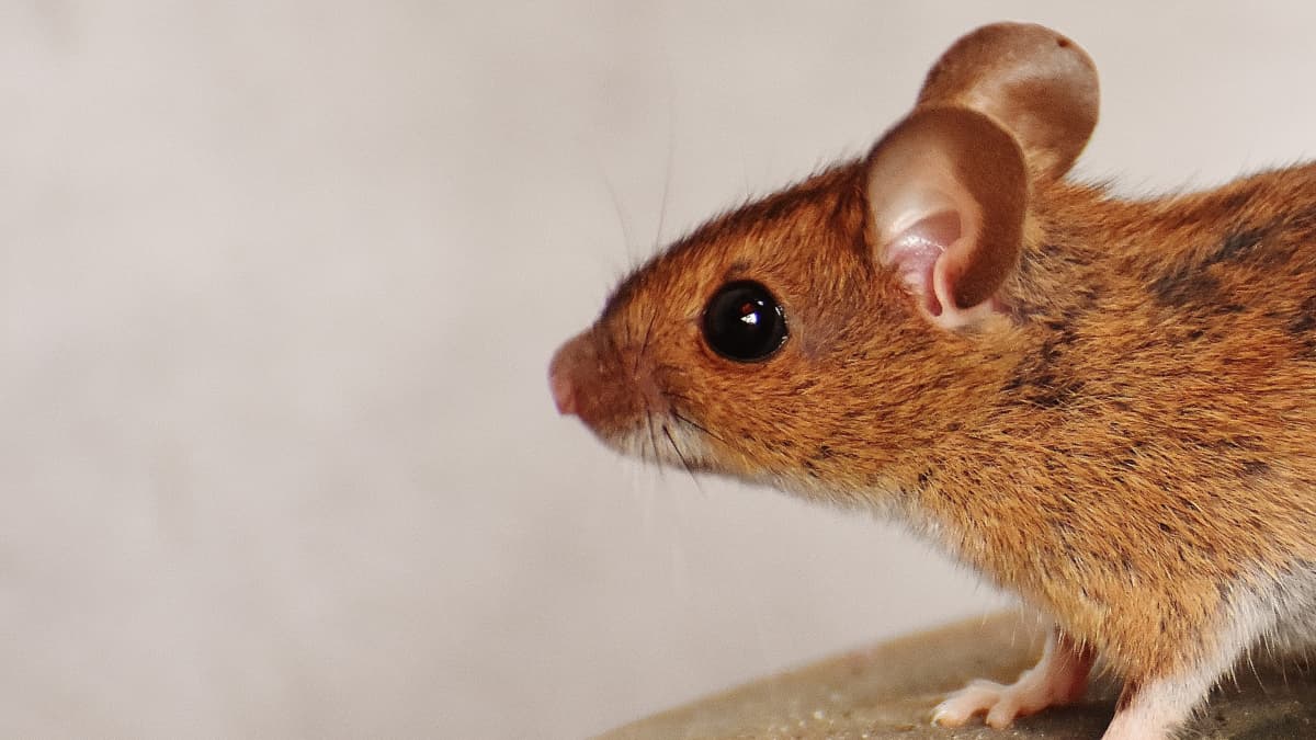 Yorkville NY Rodent Control Services at Exterminall Pest Control Co.